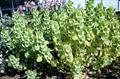 Moluccella Laevis